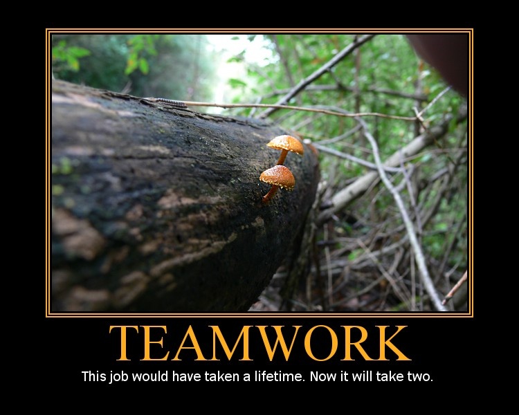 teamwork gone wrong