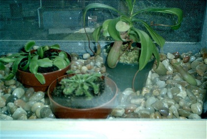happy plants :)