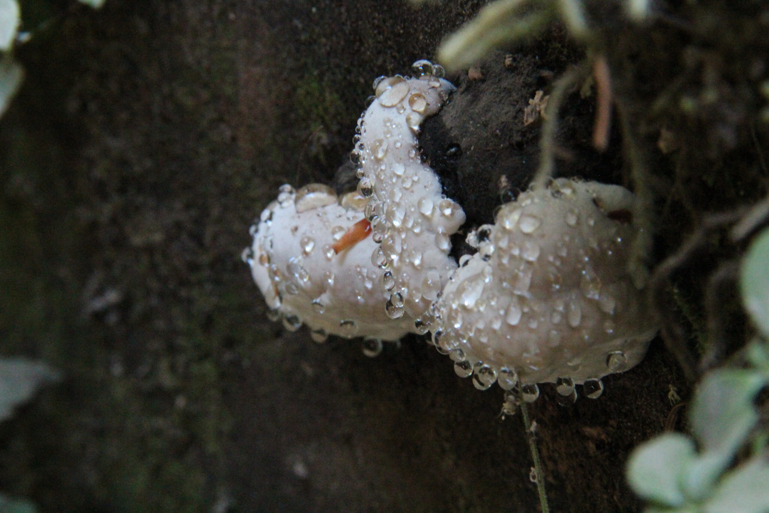 Got a health survey call from BRFSS?