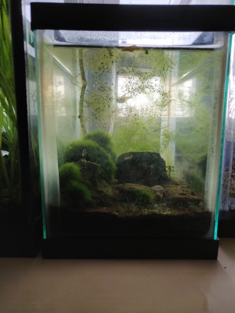 Tank filled, tech installed, and Marimo ball ripped up for tree foliage.  Need idea for a plant on the right side. : r/PlantedTank